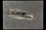 Fossil Squid With Preserved Ink Sack - Posidonia Shale, Germany #114215-1